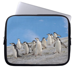 Capa Para Notebook Pinguins-de-barbicha Pygoscelis Antarctica