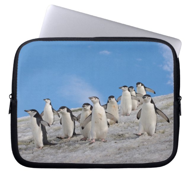 Capa Para Notebook Pinguins-de-barbicha | Pygoscelis Antarctica (Frente)