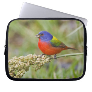 Capa Para Notebook Pintassilgo Colorido (Passerina ciris) macho se al