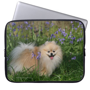 Capa Para Notebook Pomeranian que está de vista a câmera