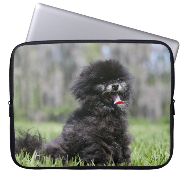 Capa Para Notebook Pomeranian superior preto (Frente)