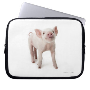 Capa Para Notebook Porco que está de vista acima