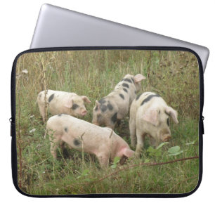 Capa Para Notebook Porcos em um Laptop de campo
