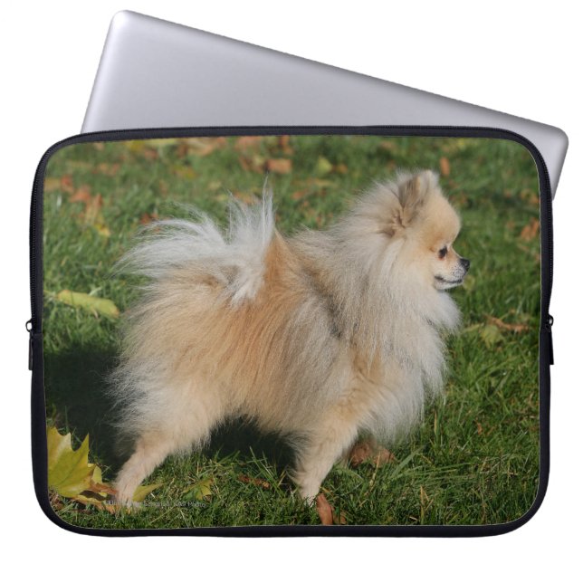 Capa Para Notebook Posição de Pomeranian (Frente)
