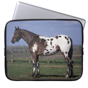 Capa Para Notebook Posição do cavalo do Appaloosa