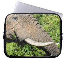 Presas de Elefante