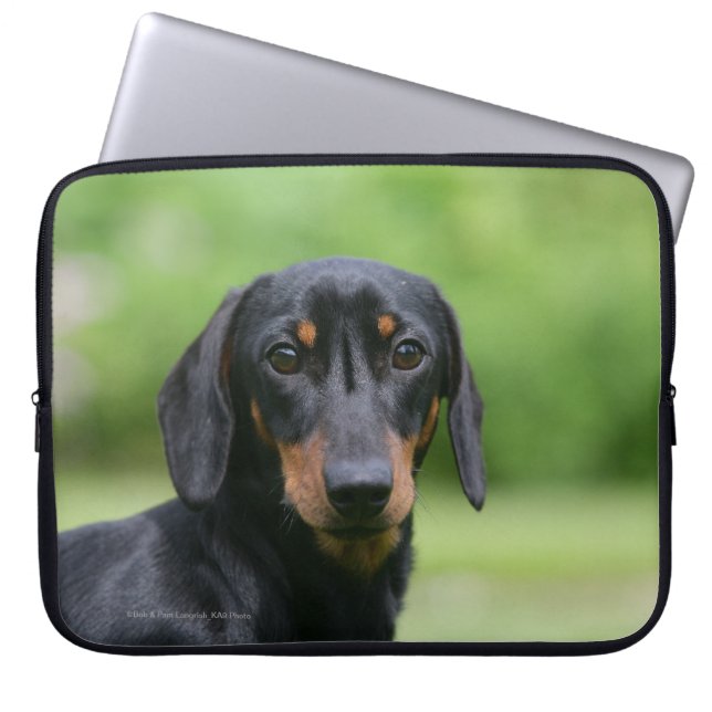 Capa Para Notebook Preto e Dachshund 1 de Tan Miniture (Frente)
