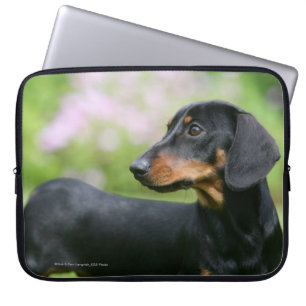 Capa Para Notebook Preto e Dachshund 2 de Tan Miniture