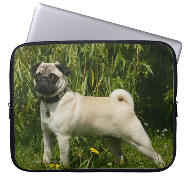 Capa Para Notebook Pug que olha a câmera (Frente)