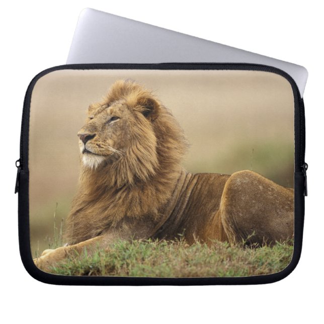 Capa Para Notebook Quênia, Masai Mara | Leão macho (Frente)