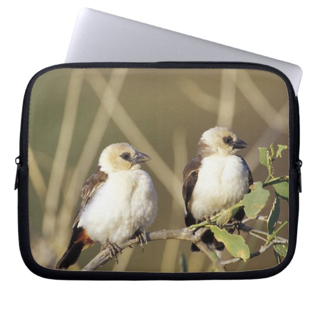 Capa Para Notebook Quênia, Reserva Nacional Samburu (Frente)