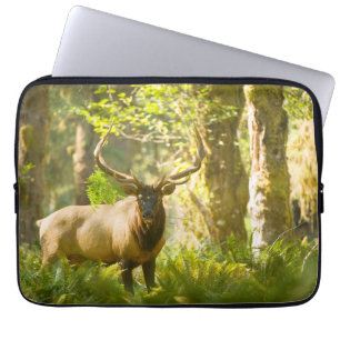 Capa Para Notebook Roosevelt Elk   Parque Nacional da Olimpiadas, Was