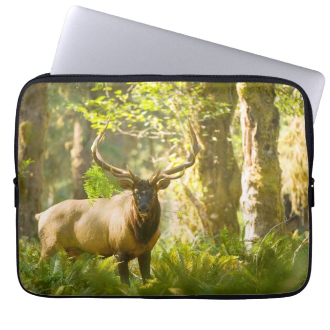 Capa Para Notebook Roosevelt Elk | Parque Nacional da Olimpiadas, Was (Frente)