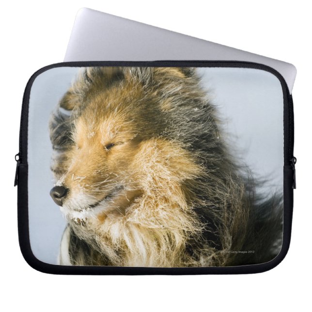 Capa Para Notebook Sheepdog de Shetland (Frente)