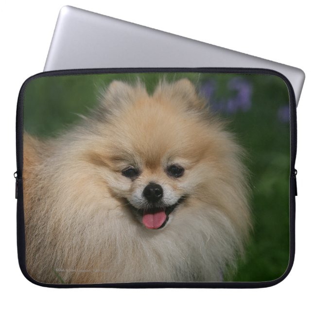 Capa Para Notebook Sorriso de Pomeranian (Frente)