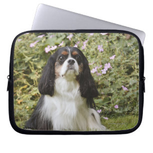 Capa Para Notebook Spaniel de rei Charles descuidado Tricolour na