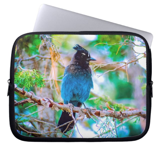 Capa Para Notebook Steller's Jay - Fotografia original (Frente)