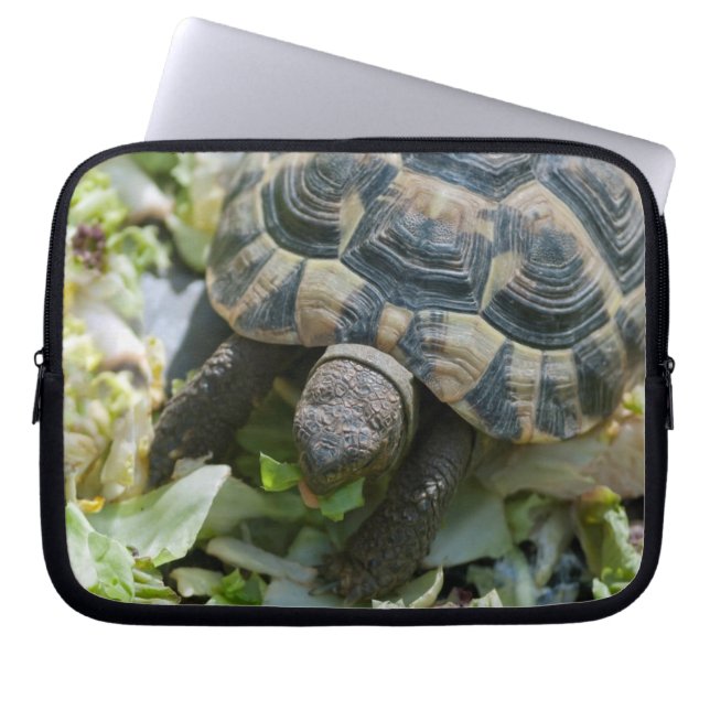 Capa Para Notebook Tartaruga Fofa (Frente)