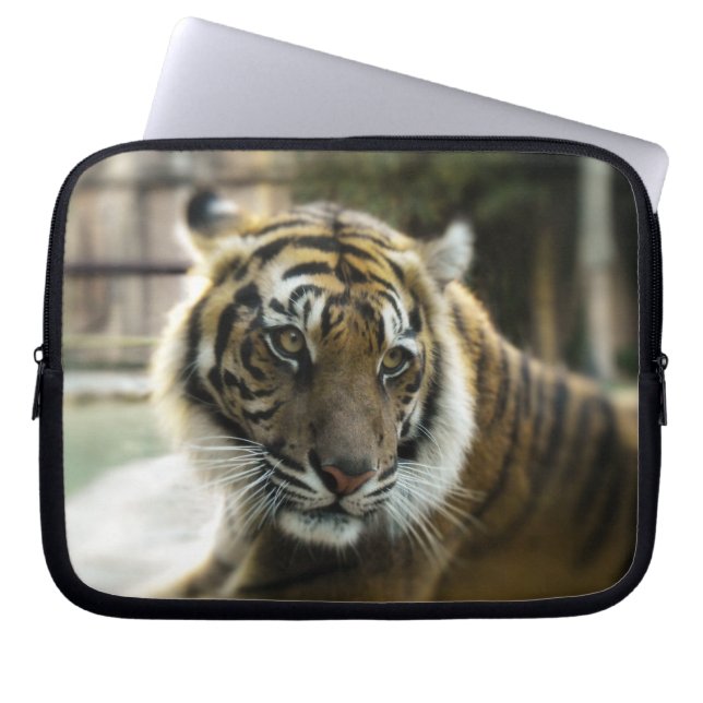 Capa Para Notebook Tiger's Grace (Frente)