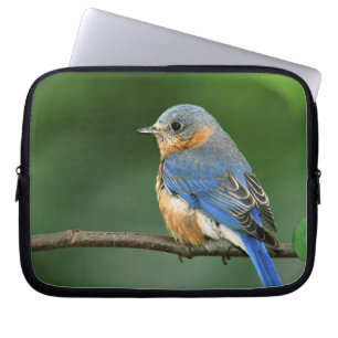 Capa Para Notebook Toutinegra-azul-fêmea, Sialia sialis