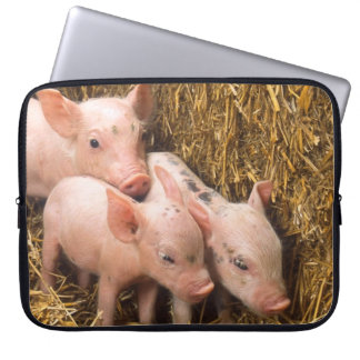 Capa Para Notebook Três Porquinhos