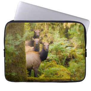 Capa Para Notebook Três Vacas de Elk Roosevelt Olhando a Vista