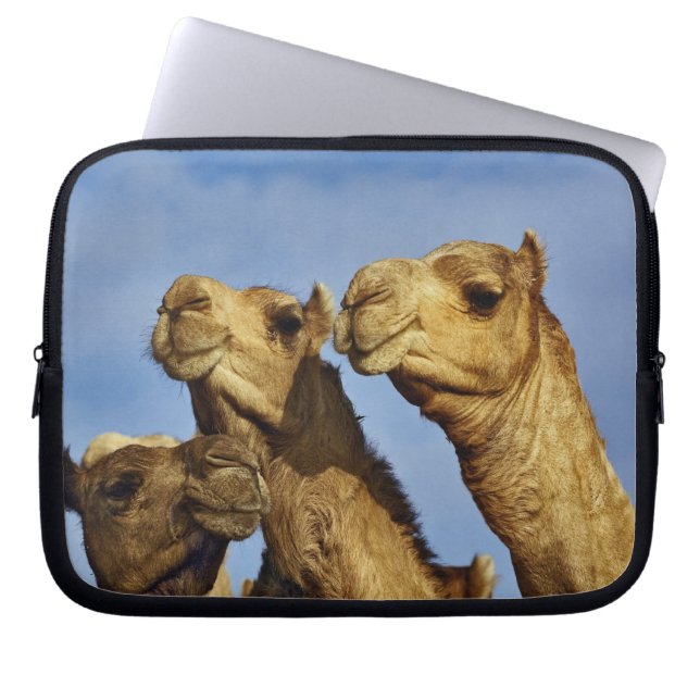 Capa Para Notebook Trío de camelos, mercado de camelos, Cairo, Egito (Frente)
