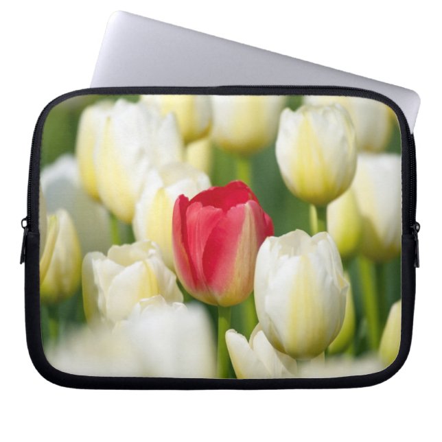 Capa Para Notebook Tulipa vermelha em um campo das tulipas brancas (Frente)