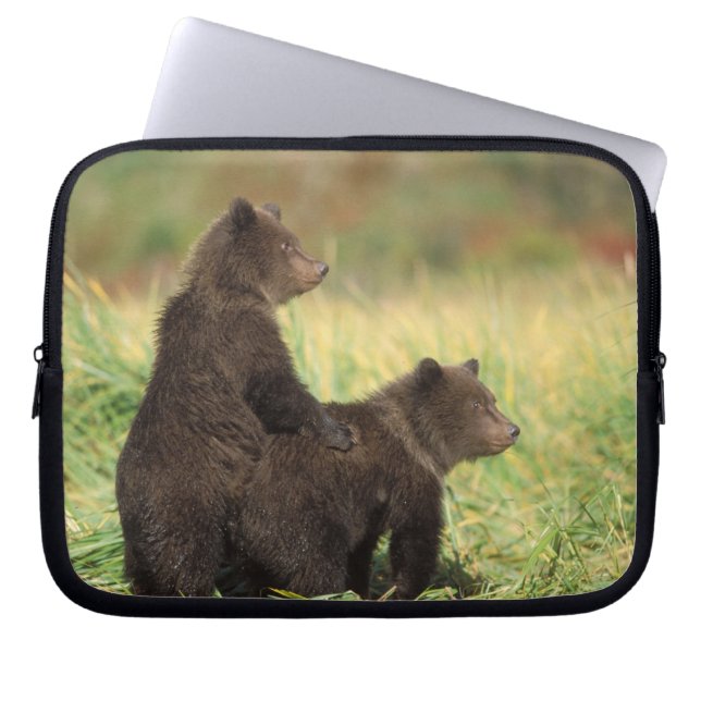 Capa Para Notebook urso pardo, Ursus arctos, urso cinzento, Ursus 2 (Frente)