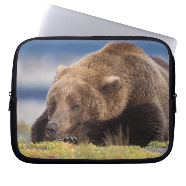 Capa Para Notebook urso pardo, Ursus arctos, urso cinzento, Ursus 8 (Frente)