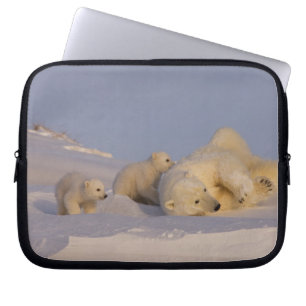Capa Para Notebook urso polar, Ursus maritimus, fêmea brincando
