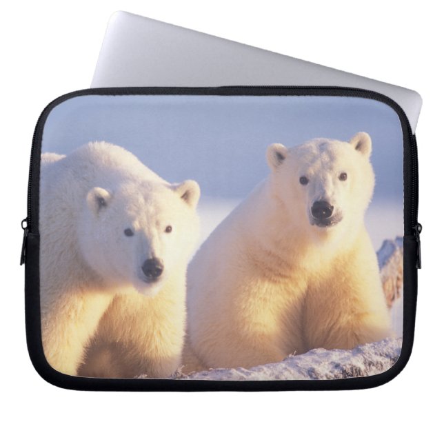 Capa Para Notebook Ursoaica com filhote no gelo marinho (Frente)