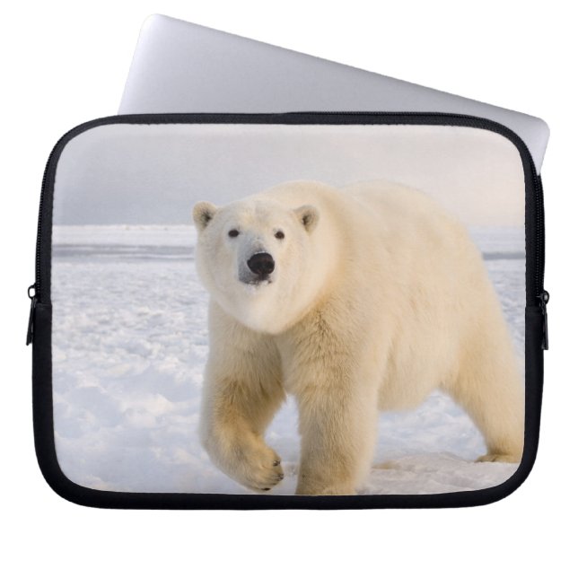 Capa Para Notebook Ursus maritimus, sobre gelo e neve, 2 (Frente)