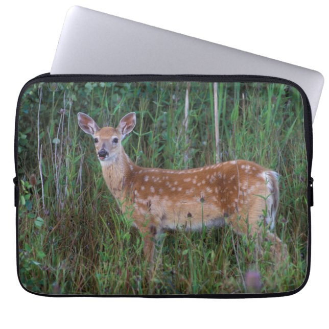 Capa Para Notebook Veado-de-cauda-branca | Reserva Nacional de Búfalo (Frente)