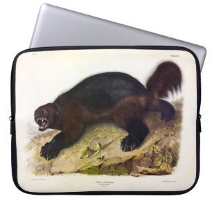 Capa Para Notebook Wolverine ou Wolverene (Gulo gulo) por Audubon