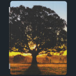 Capa Smart Para iPad Árvore na manhã<br><div class="desc">Árvore na luz do amanhecer. Foto submetida por um leitor do país. O compartimento do país comemora a beleza excitante, pessoas de contrato, resistindo valores e estilo de vida espiritual rewarding do campo americano. Nossos leitores entusiásticos contribuem quase três quartos do índice de cada compartimento, compartilhando de suas histórias, fotografia...</div>