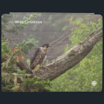 Capa Smart Para iPad Queda - Falcão Peregrino<br><div class="desc">Foto: Jeff Turner. O falcão peregrino procura por presa de um tronco de árvore, olhando para a Baía de Fundy. Local: Bay of Fundy, New Brunswick Dos criadores da série aclamada WILD CANADA, vem uma nova série de legados de cinco partes, que irá ver a extraordinária vida selvagem do Canadá...</div>