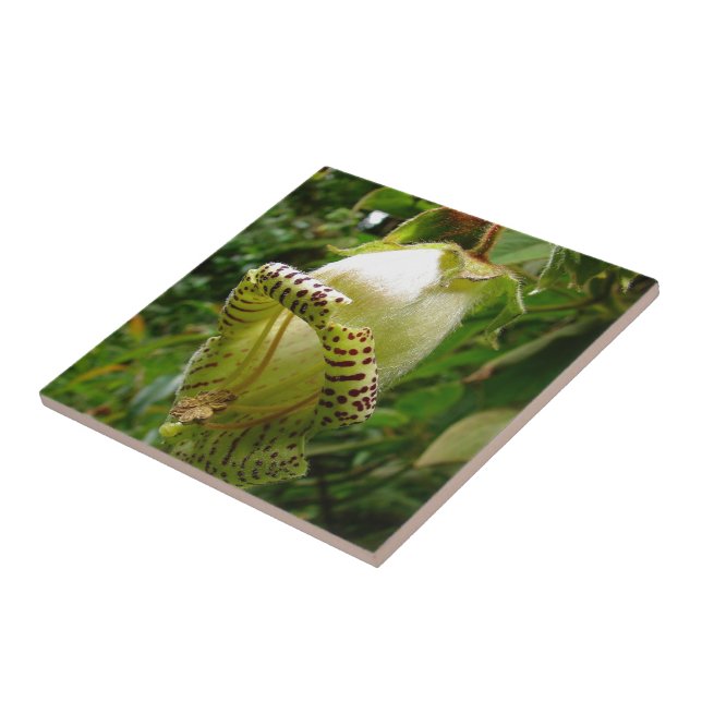 Capanea Grandiflora (Lateral)