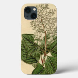 Capas de iphone Arbutus Menziesii