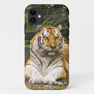 Capas de iphone de Casaco de Tigresa Siberiana