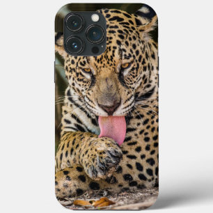 Capas de iphone de gabinete do Cub Jaguar