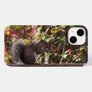 Capas de iphone de Tempo de Chow do Esquilo