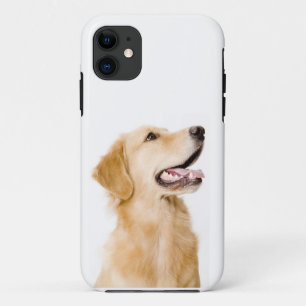 Capas de iphone do golden retriever