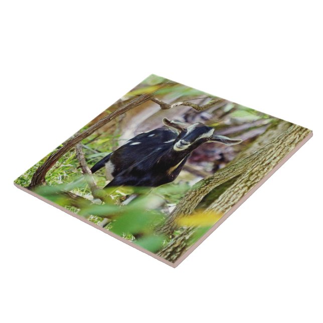 Capim sorridente (Lateral)