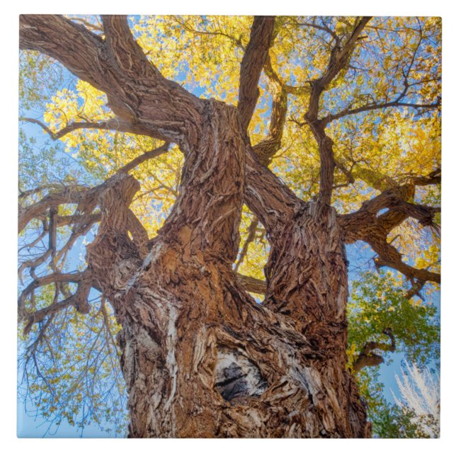 Capitol Reef National Park, Cottonwood Tree (Frente)