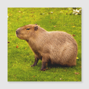 Capivara
