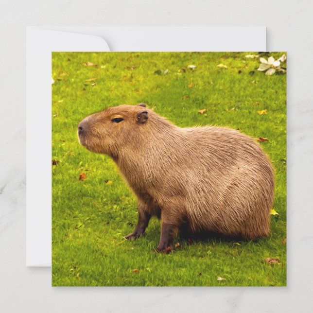 Capivara (Frente)