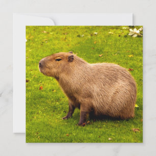 Capivara