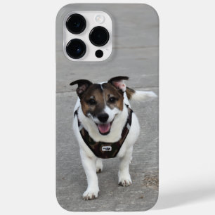 Capo von Oppenheim, cão Terrier Jack Russell