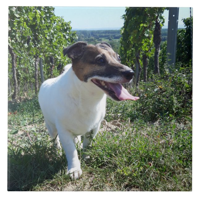 Capo von Oppenheim Jack Russell Terrier, Cão (Frente)